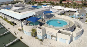 2023年4月号 地元発見：　Clearwater Marine Aquarium