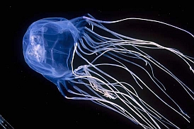 bo-Jellyfish.jpg