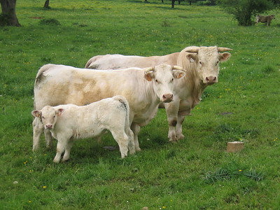cow family.jpeg